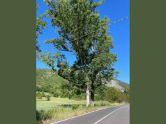 Evviva gli sposi! Due alberi affiancati con le chiome intrecciate lungo una strada a Fossa, in Abruzzo.