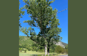 Evviva gli sposi! Due alberi affiancati con le chiome intrecciate lungo una strada a Fossa, in Abruzzo.