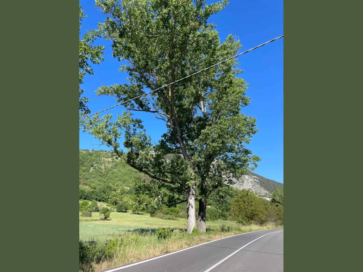 2026-05-24-Fossa-coppia-di-alberi Due alberi affiancati con le chiome intrecciate lungo una strada a Fossa, in Abruzzo.